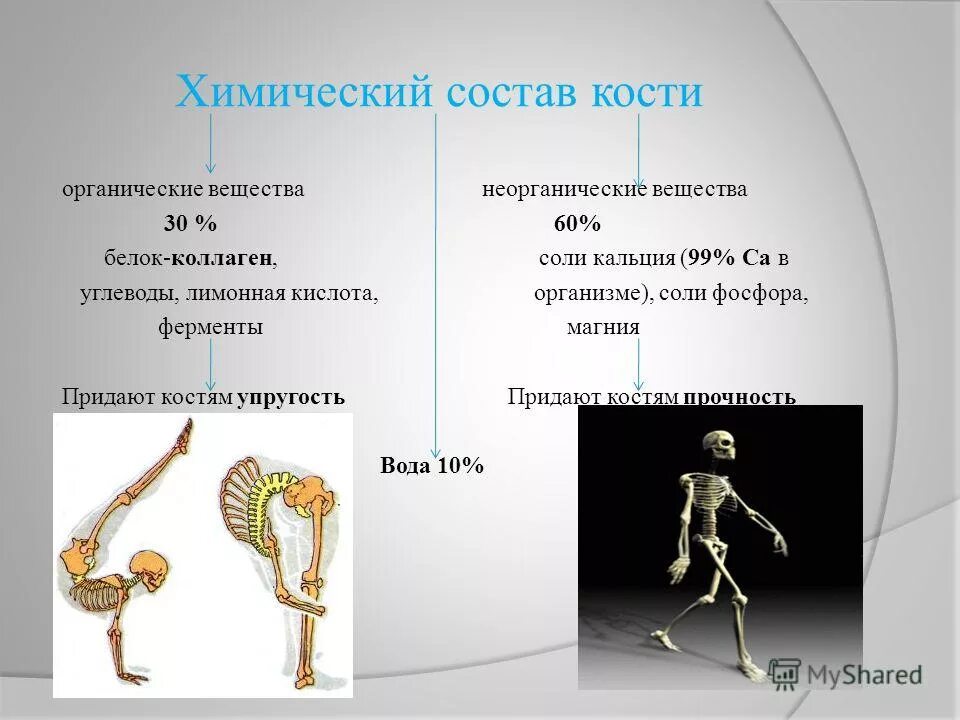 какое свойство костям человека придают органические
