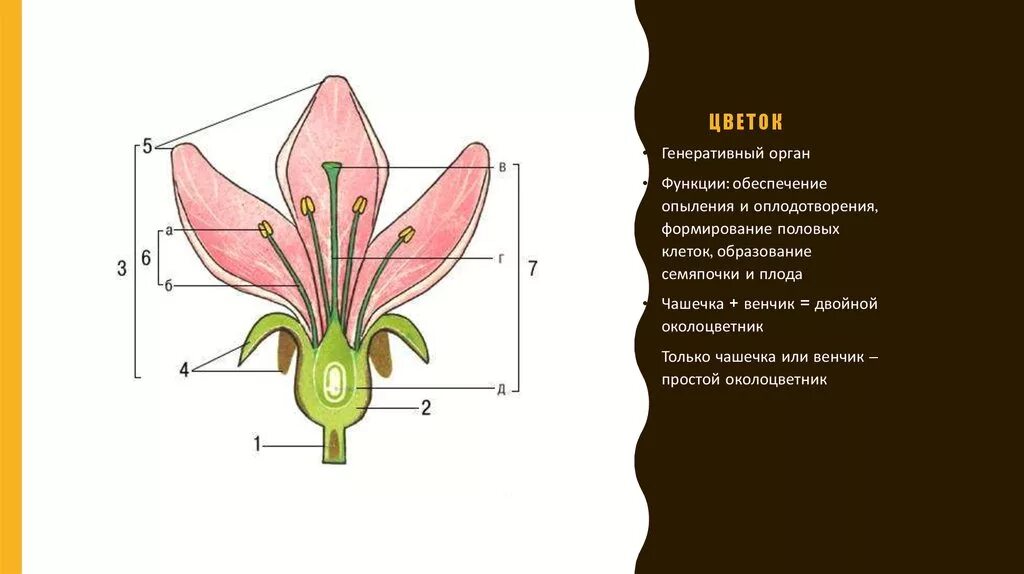 Генеративные органы чашечка венчик. Генеративные органы цветка. Цветок как генеративный орган. Функции венчика.