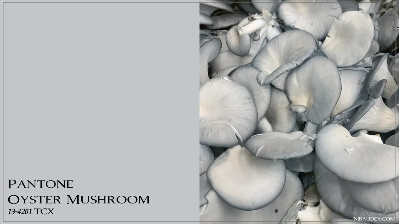 Pantone 13-4201 — Oyster Mushroom. Цвет Oyster Mushrooms. Pantone 13-4201. Пантон цвет Mushroom цвет. Pantone mushroom