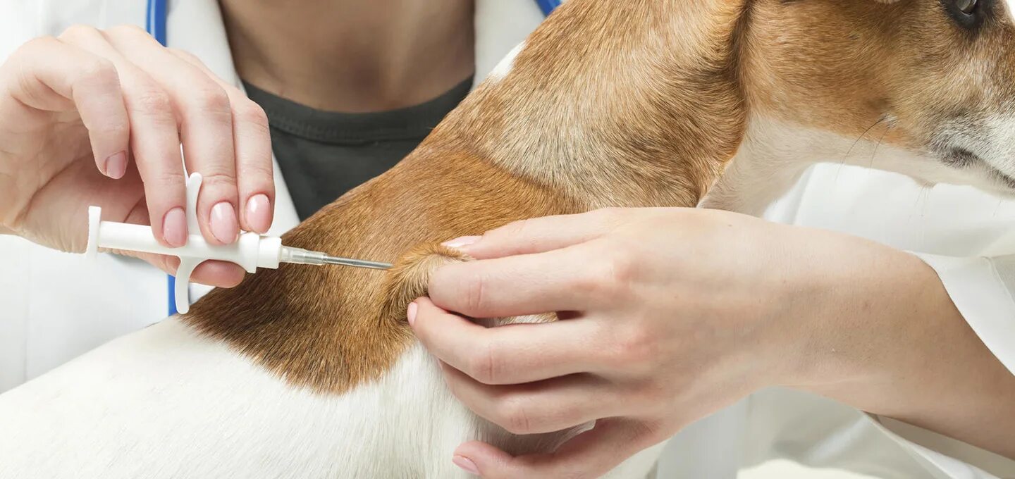 Идентификация собак. Животные у ветеринара. Место чипирования собаки. Микрочип для собак. Чипирование кошек.