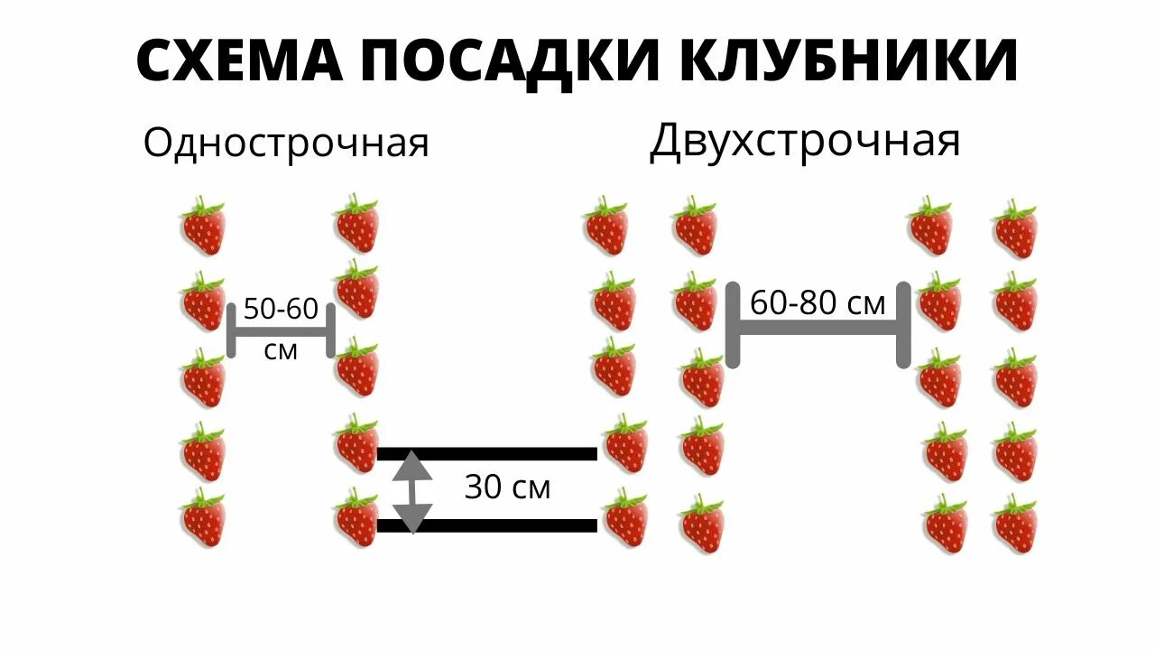 Клубника в 2 ряда. Схема посадки клубники в открытом грунте. Схема посадки клубники в открытом грунте в августе. Клубника схема посадки в открытый грунт. Схема посадки ремонтантной земляники в открытом грунте.