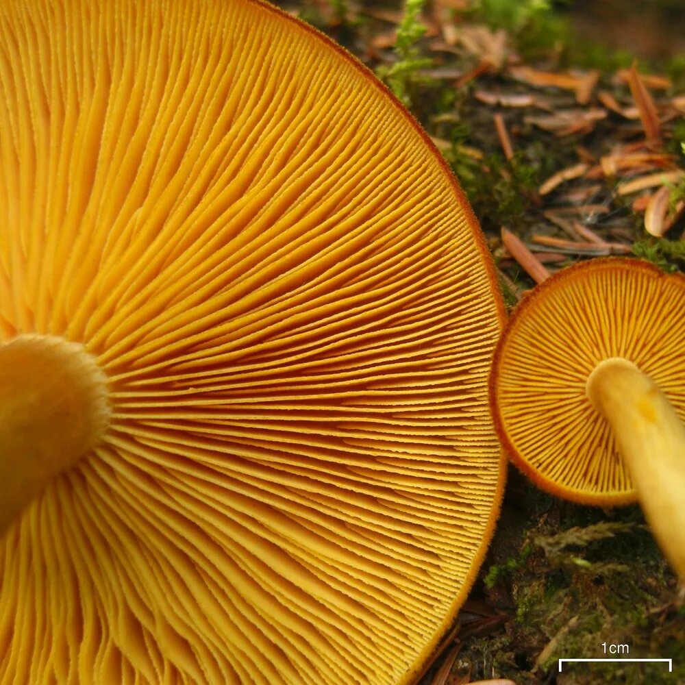 Рядовка украшенная Tricholomopsis decora. Tricholomopsis flammula. Желтые пластинчатые грибы. Пластинчатый гриб с желтой шляпкой.