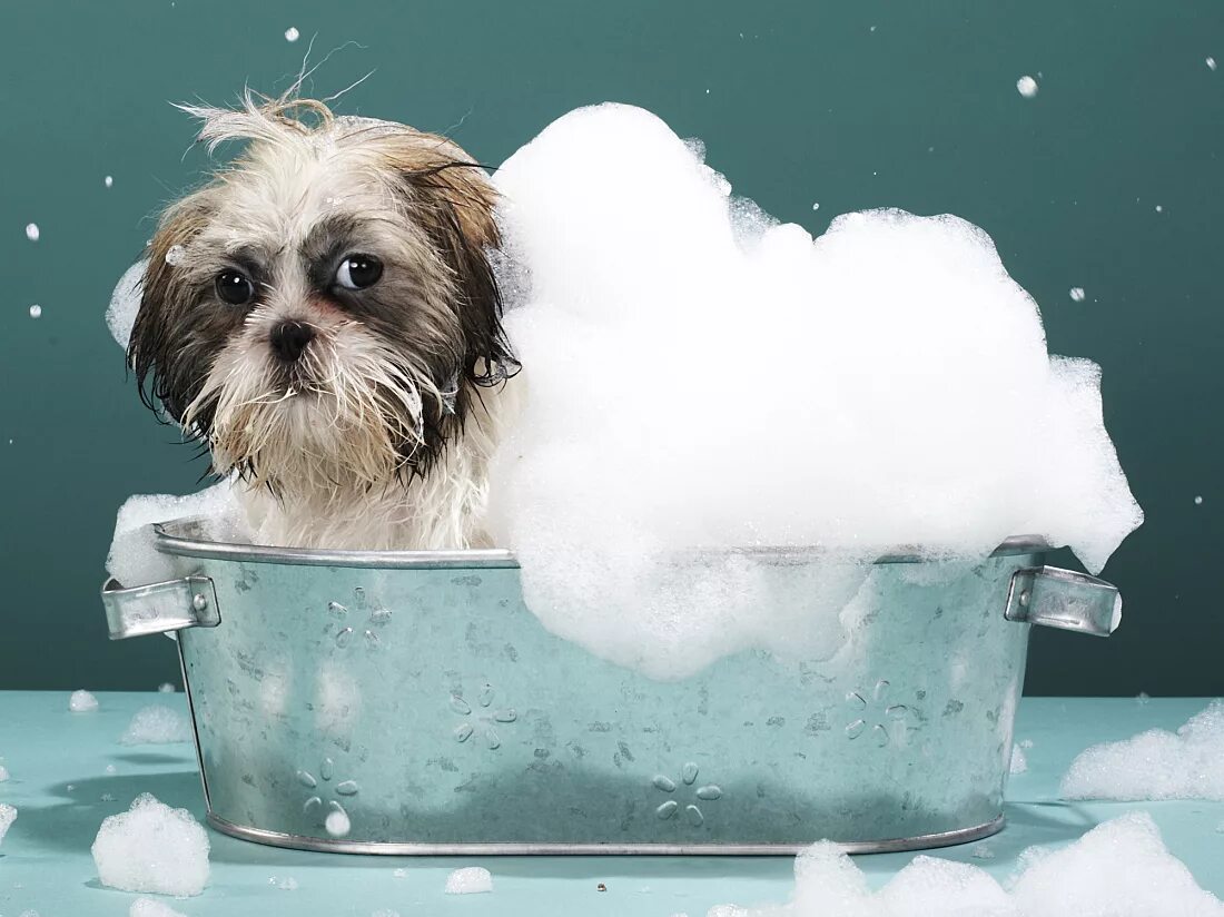 Dog bathing
