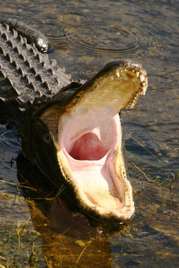 Крокодилы открывают рот. Крокодил с открытым ртом. Пасть крокодила. Крокодил с открытой пастью. Крокодил с раскрытой пастью.