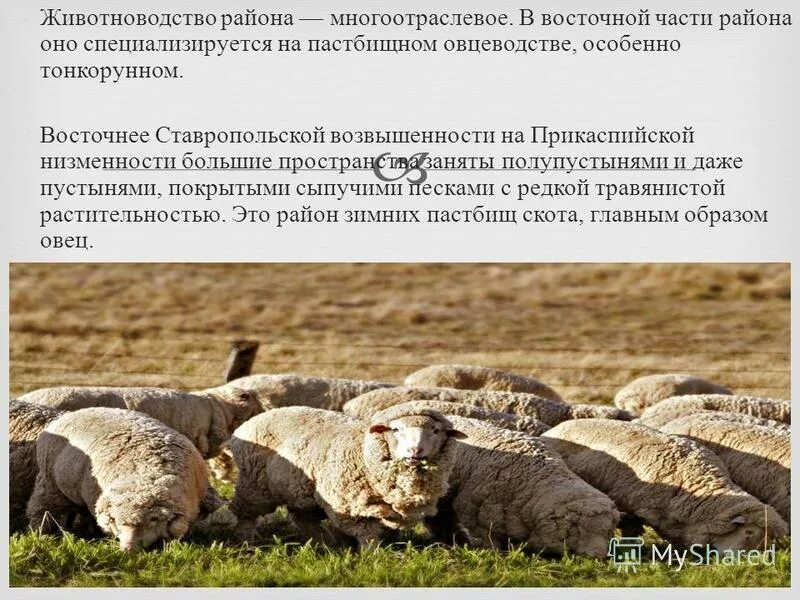 Крупнейшими районами овцеводства являются саванна и полупустыни. Крупнейшими районами овцеводства являются саванна и полупустыни