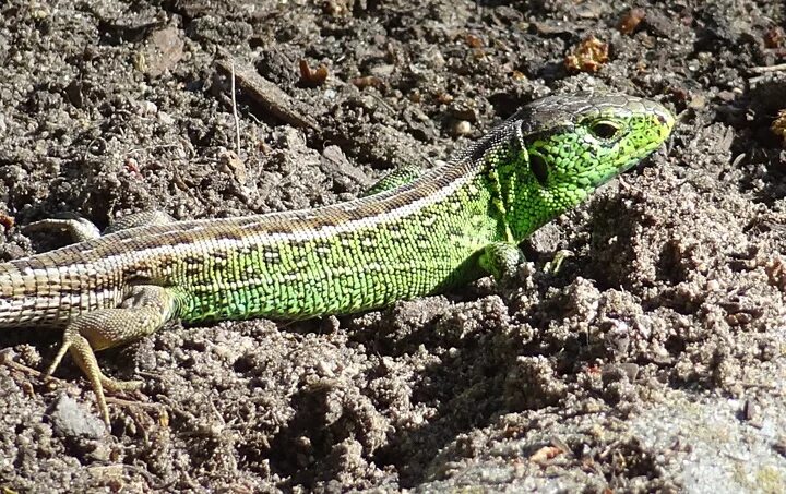 Мабуя голубохвостая. Ящерица золотистая мабуя. Радужная мабуя. Lacerta Agilis Skeleton.