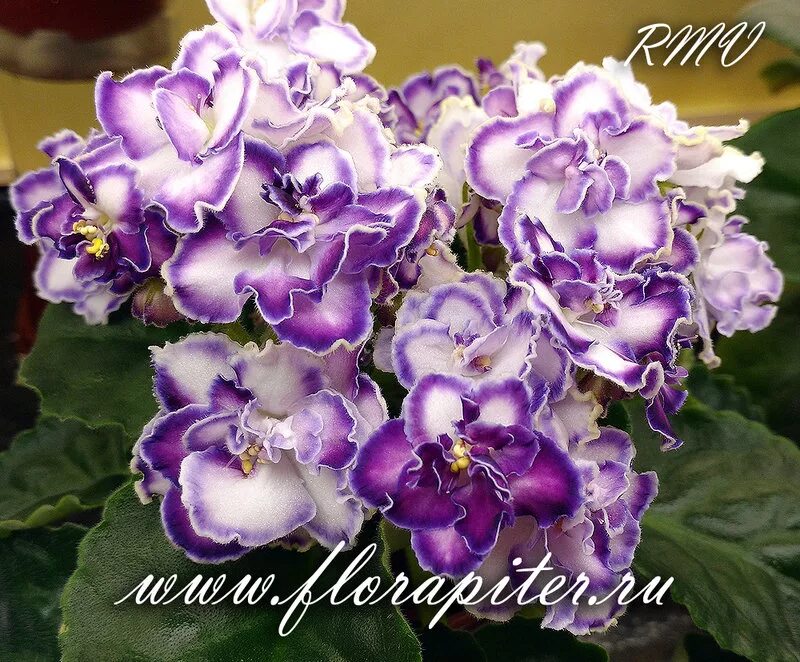 Фиалка ав прованс. Фиалка прованс. Фиалка emerald lace. Фиалка пт виктори. Сенполия прованс.