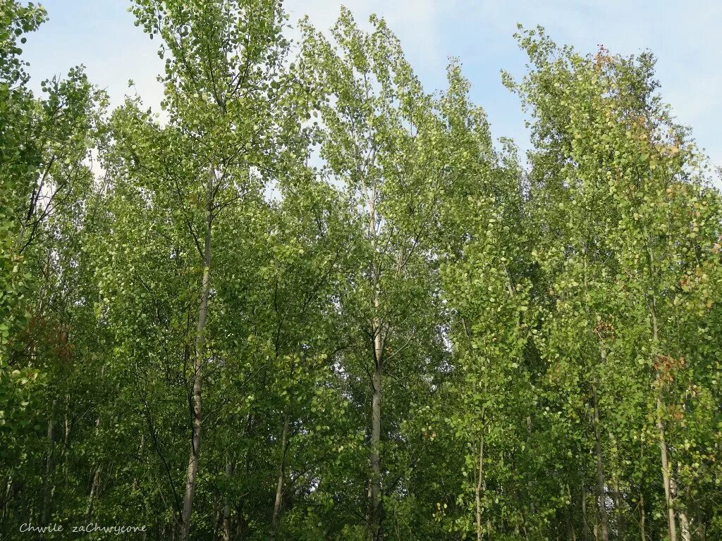 Статные осины