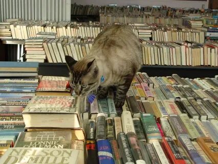 Кошки в библиотеке