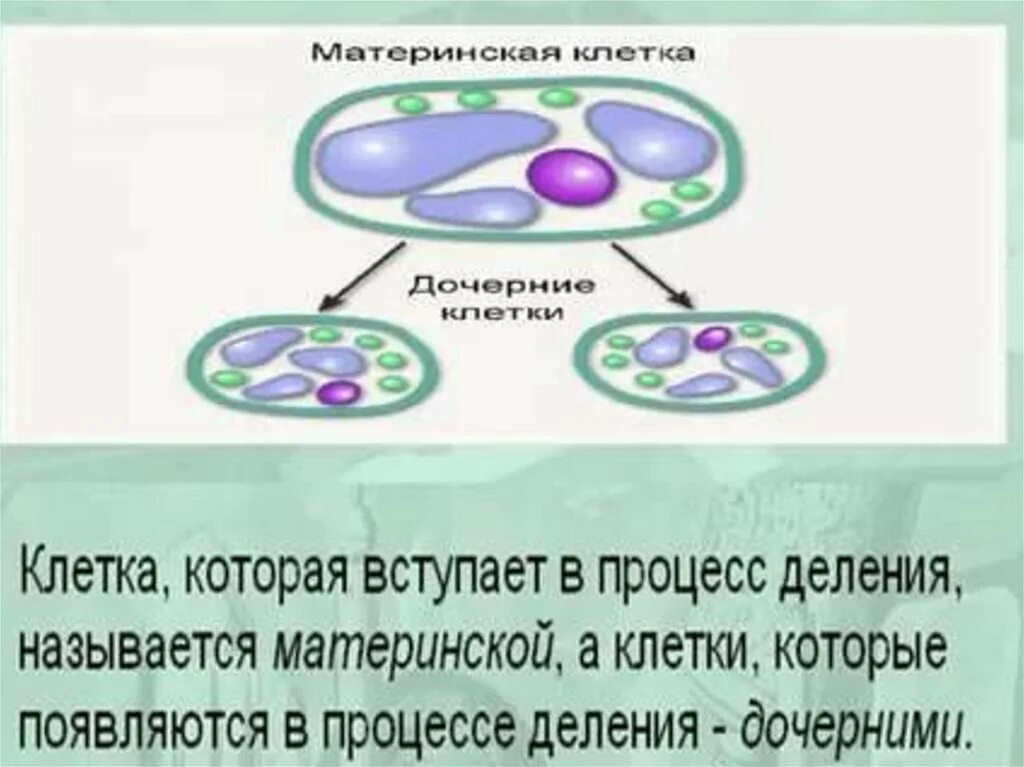 Процесс деления клетки 5 класс биология. Рассказ о делении клетки 5 класс биология. Опишите процесс деления клетки 5 класс биология. Деление клетки 5 класс.