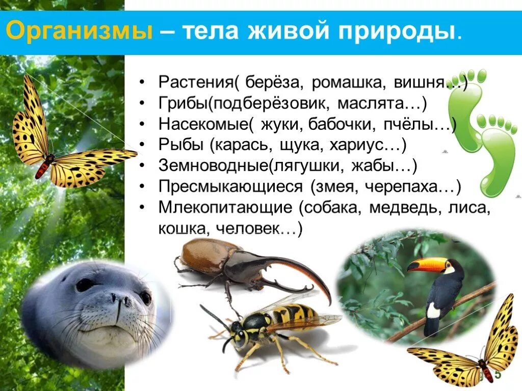 Свойства любого живого организма. Организмы тела живой природы 5 класс. Презентация на тему живые организмы. Презентация на тему организма- тела живой природы. Рост живых организмов.