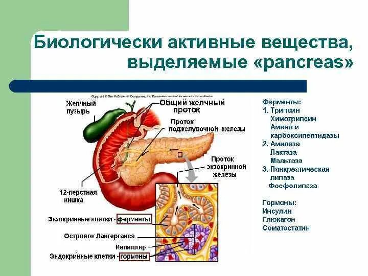 Печень 12 перстной кишки. 12 Перстная кишка и поджелудочная железа. Расположение 12 перстной кишки. Желчный пузырь и 12 перстная кишка. Расположение 12-ти перстной кишки.