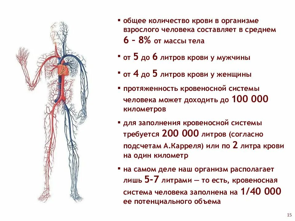 Энергия кровообращения. Объем крови у взрослого человека в норме составляет. Объем лимфы в организме человека составляет. Объем крови человека литров. Общее количество крови в организме человека составляет.