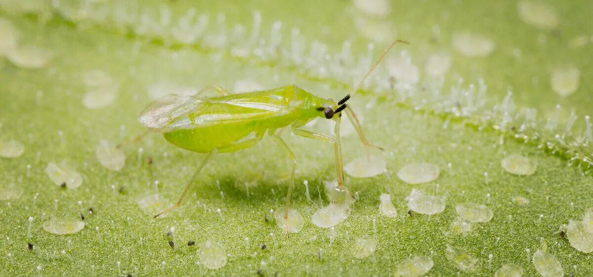 Хищный клоп макролофус. Жук макролофус. Клоп макролофус. Макролофус хищный клещ. Макролофус.