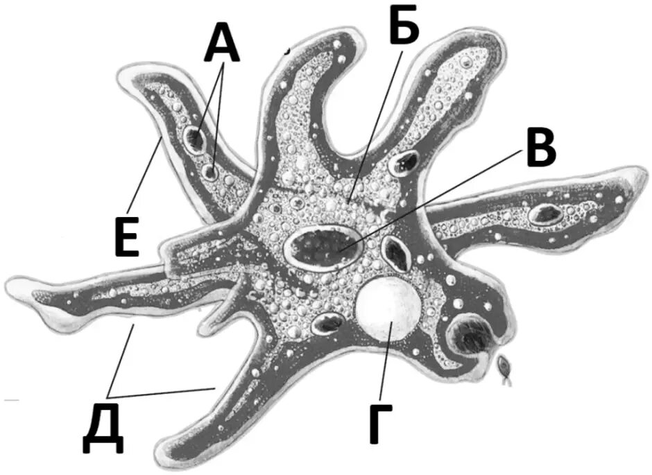 Строение амебы обыкновенной. Строение амебы Протей. Класс амебы Протей. Амеба Протей биология 7 класс. Инфузория туфелька ложноножки