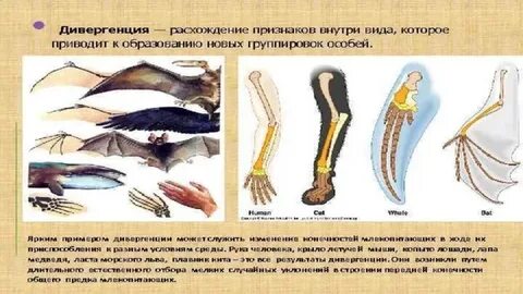 Тип 11 биология