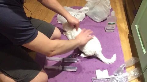 Уколы коту на дому