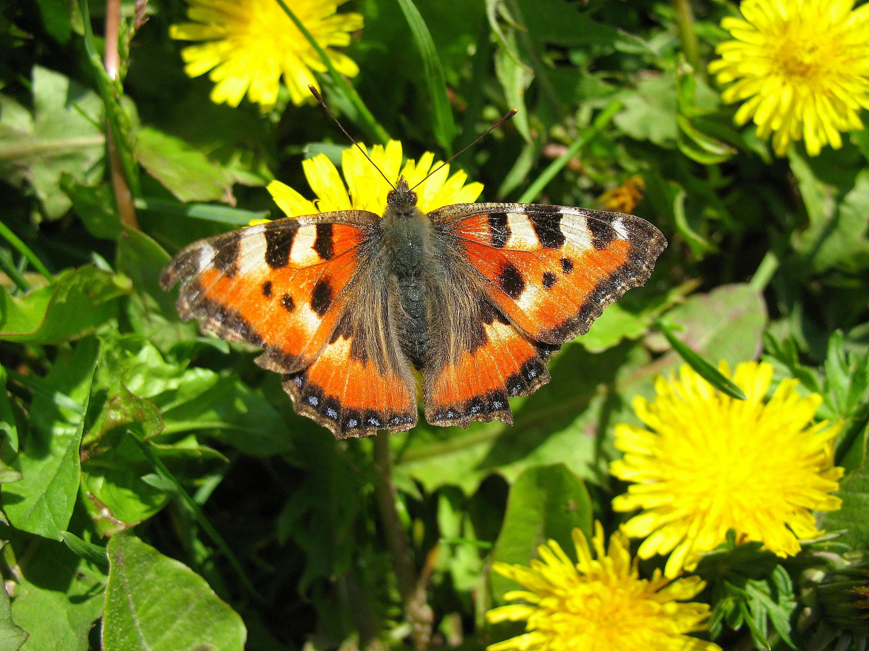 Дневная бабочка крапивница. Бабочка адмирал крапивница. Бабочка желтая удмуртия. Бабочка лимонница. Репейница.