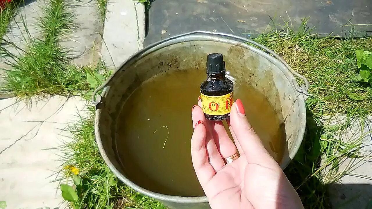 Подкормка капусты йодом. Чем подкормить помидоры после посадки в теплицу через 10 дней. Ютуб подкормка. Лучшие подкормки для рассады. Подкормка роз весной.