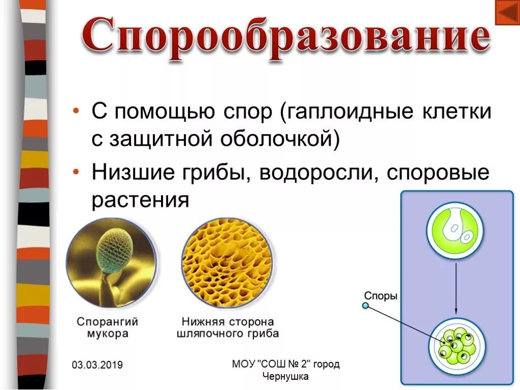 Размножение гаплоидными спорами