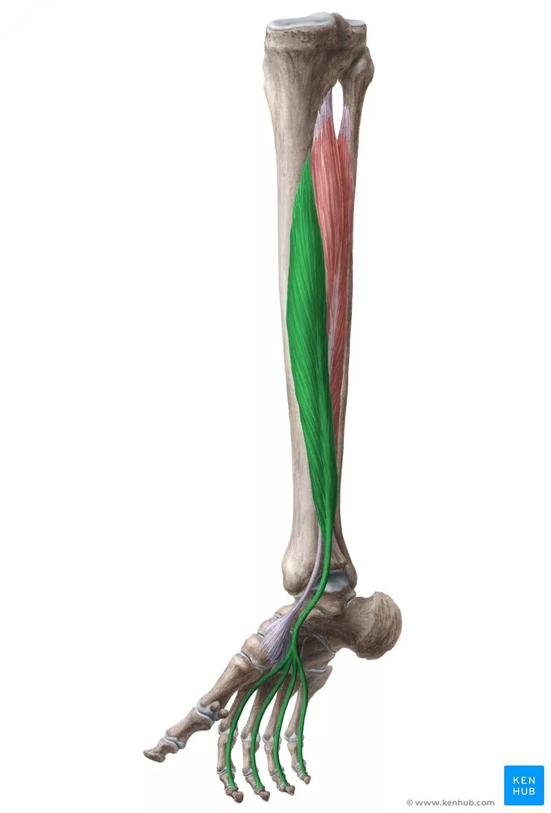 Длинный сгибатель стопы. Digitorum longus. flexor digitorum longus. flexor digitorum longus мышца. длинный сгибатель пальцев (m. flexor digitorum longus).
