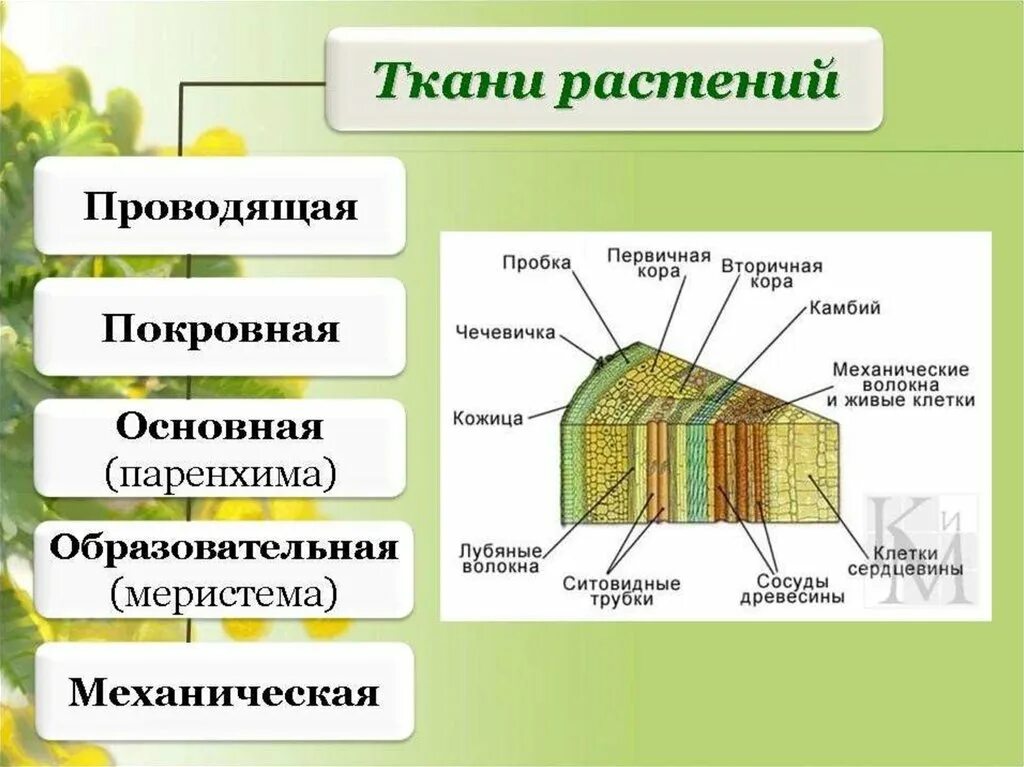 Строение основных растительных тканей. Схема проводящих тканей растений. назовите основные растительные ткани и их функции 5 класс биология. ткани образовательная покровная проводящая. образовательная ткань растений камбий.