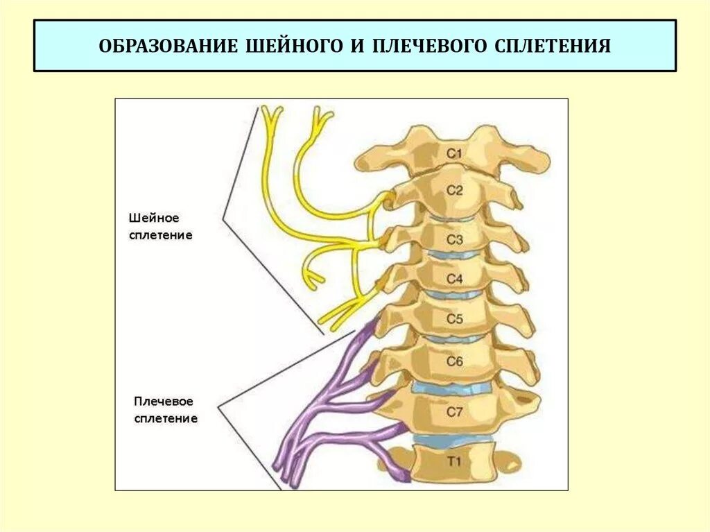 Иннервация шейного отдела позвоночника анатомия. Иннервация Корешков шейного отдела позвоночника. Шейное сплетение спинномозговых нервов образовано. Спинномозговые нервы плечевое сплетение.