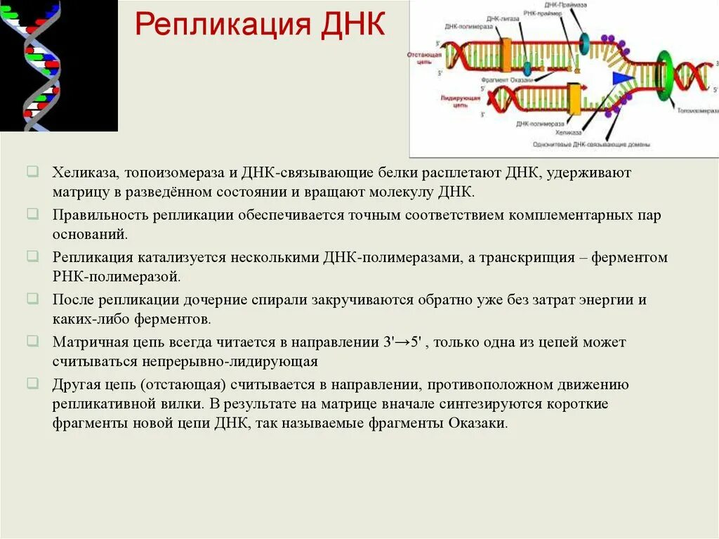 Репликация ДНК хеликаза. ДНК полимераза репликация ДНК. Хеликаза и топоизомераза. Функции топоизомеразы в репликации ДНК.