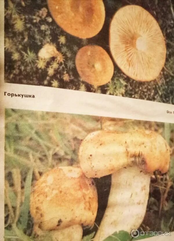 Говорушка дымчатая (Clitocybe nebularis). Фото на сайте "Грибы: информация и фот