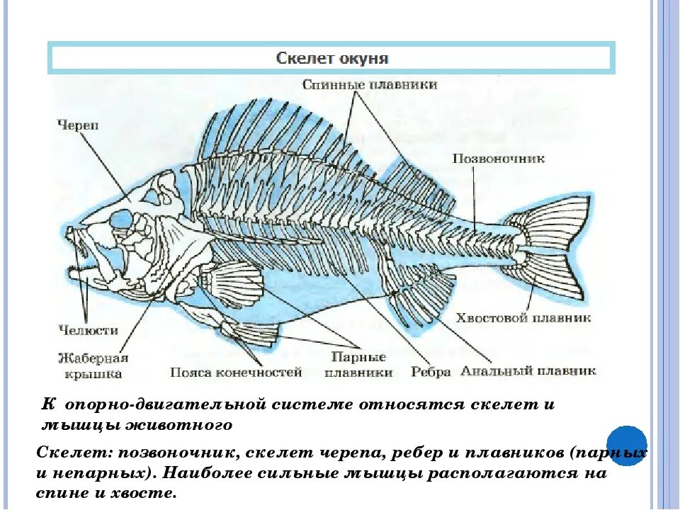 Функции скелета у рыб. Строение скелета костистой рыбы. внутреннее строение рыб опорно двигательная система. скелет костной рыбы 7 класс биология. строение скелета рыбы схема.