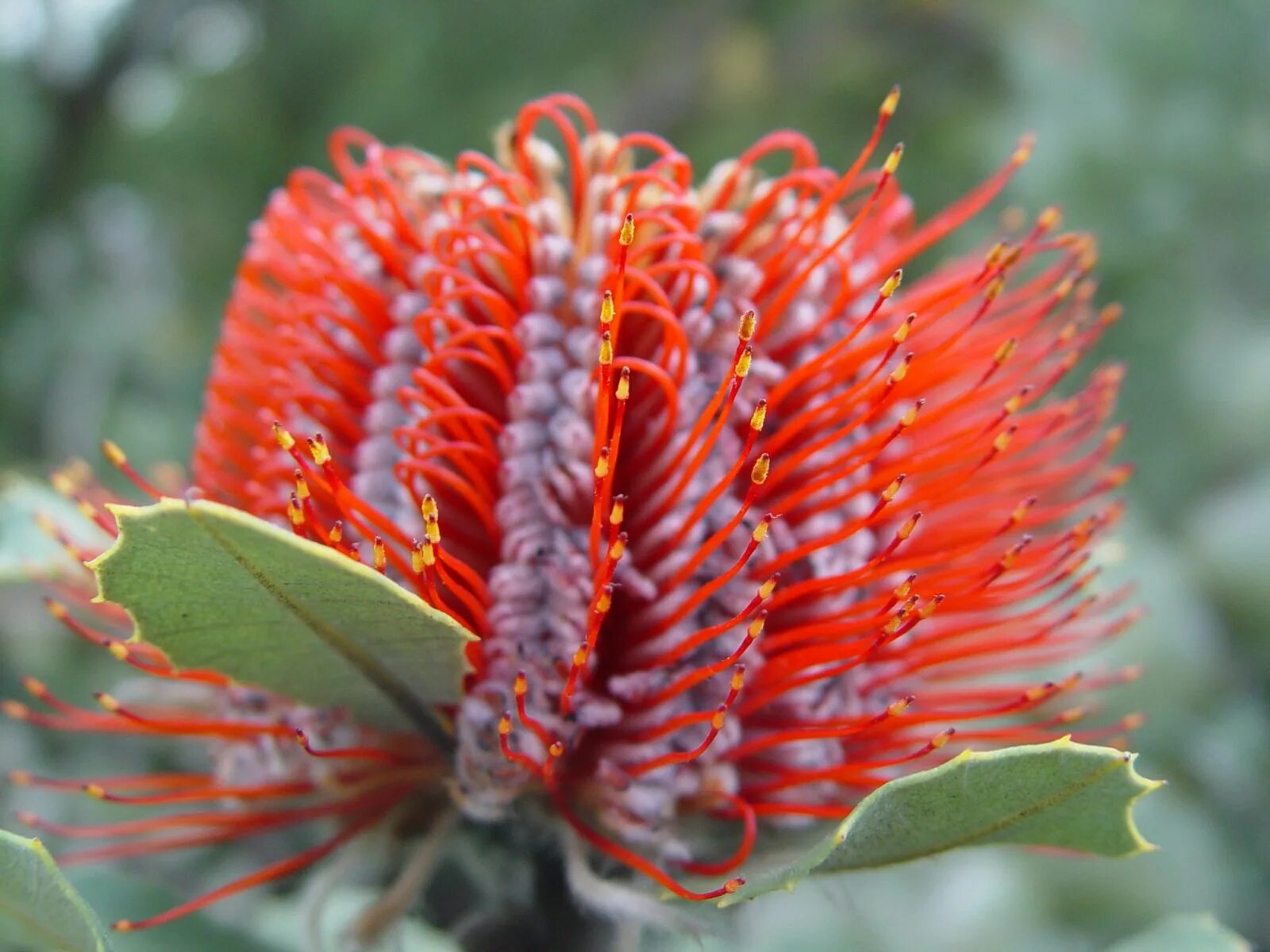 Коримбия эвкалипт. Интересные растения австралии. Цветы эвкалипта австралия. Брахихитон бутылочное дерево. Цветы эвкалипта австралия.