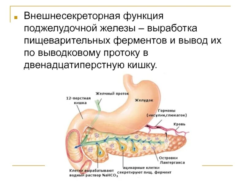 Секреторная деятельность поджелудочной железы физиология. Внешнесекреторная функция поджелудочной железы. Внутренняя секреторная функция поджелудочной железы.. Функции поджелудочной железы роль в пищеварении.