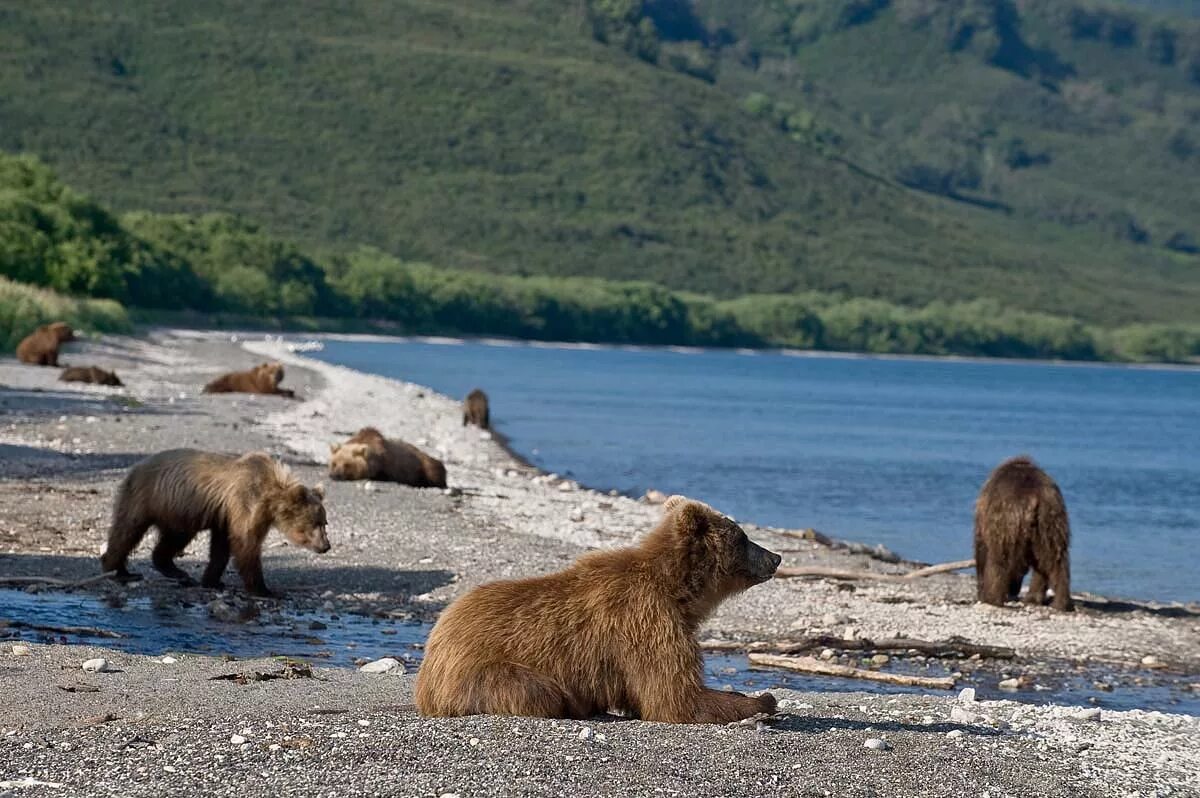 Где живет камчатский медведь. Камчатка Медвежий остров. Командорские острова медведи. Заповедник Медвежьи острова в Якутии. Остров Итуруп медведи.