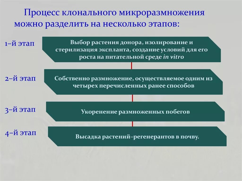 Процесс который можно разделить на. Этапы процесса микроклонального размножения. Этапы клонального микроразмножения растений. Каковы этапы технологии клонального микроразмножения растений. Этапы процесса микроклонального размножения растения.