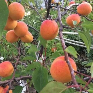 Можно абрикос