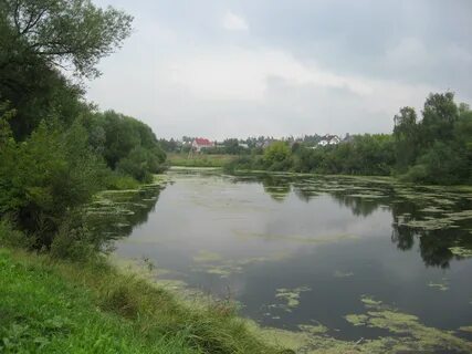 Речной черепаново