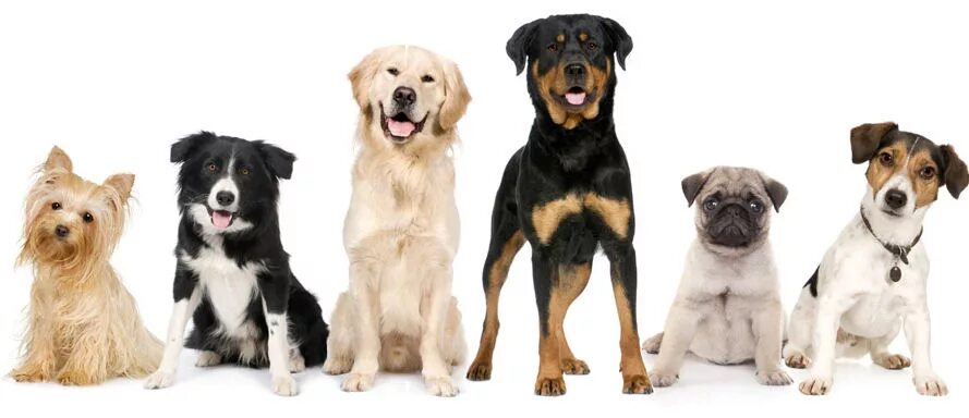 Файл:Entlebucher.jpg - Википедия