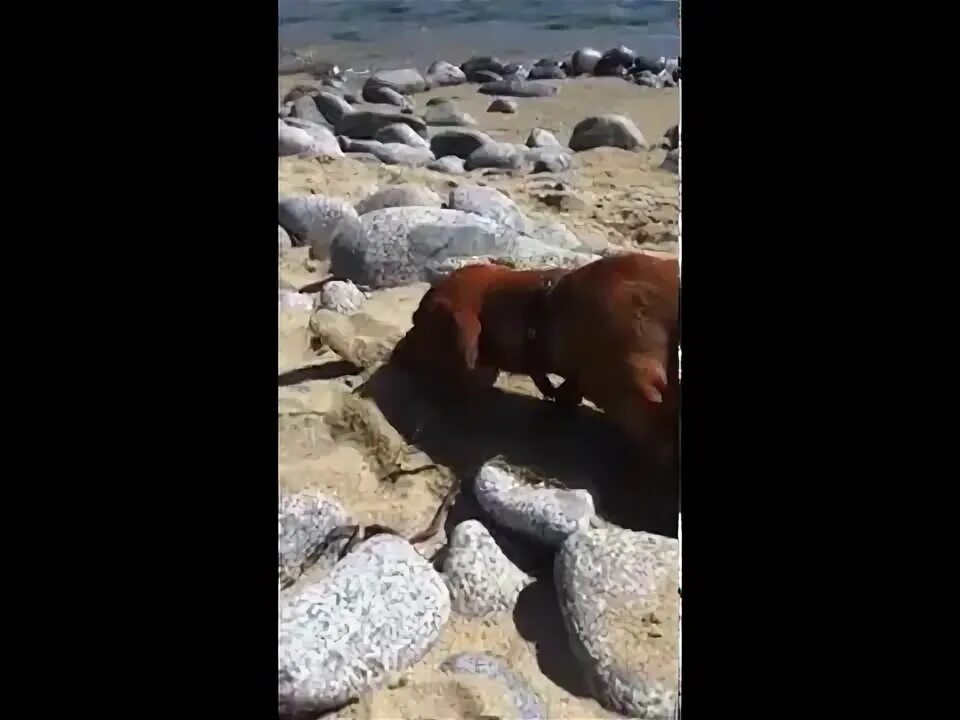 Море таксы и еда феодосия. Собака у моря такса. дзен море такса. такса на море. такса на море прикольные картинки.