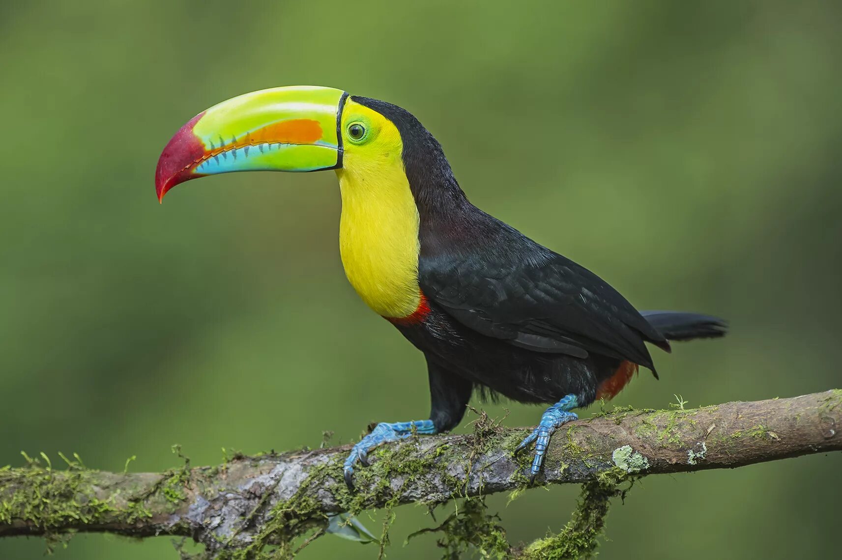 тукан птица. тукан. белогрудый тукан. тукан. желтоклювый тукан.