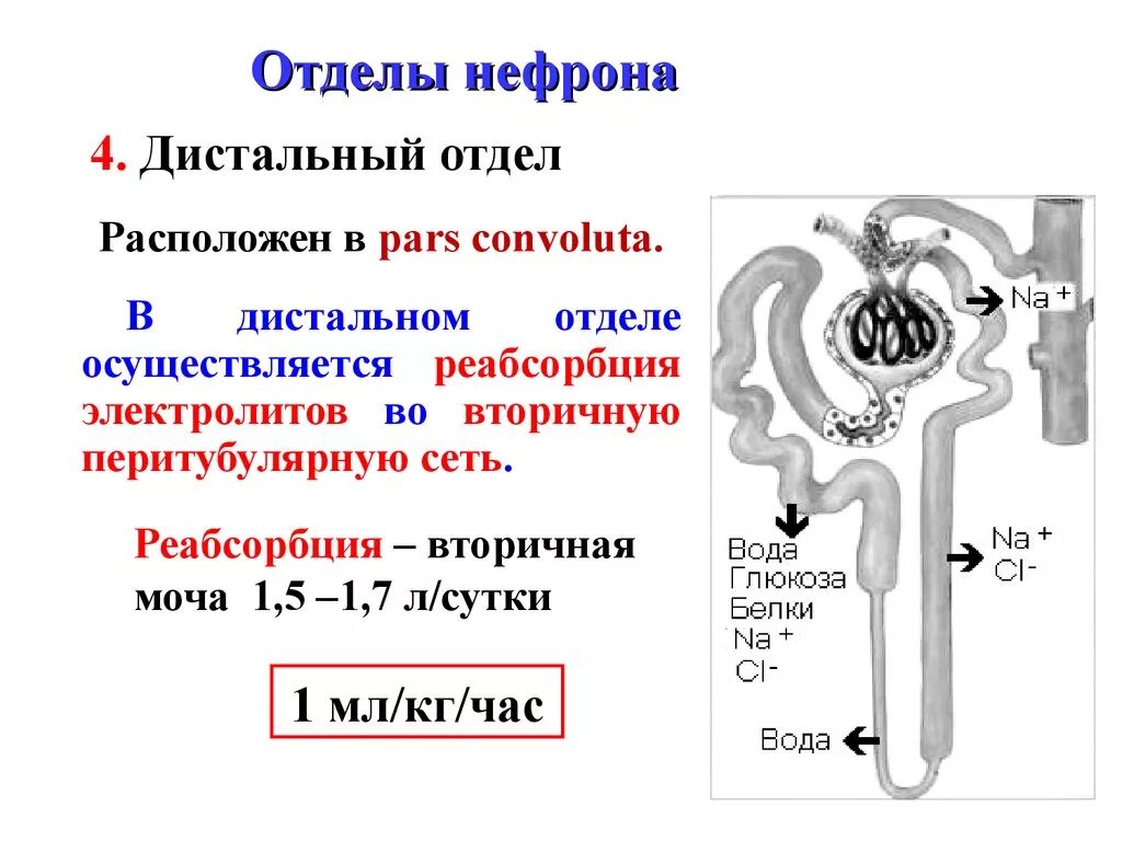 Образование вторичной мочи фильтрация крови образование плазмы. Строение нефрона функции отделов. Функция дистального отдела нефрона. Проксимальный отдел нефрона строение. Дистальный отдел нефрона строение.