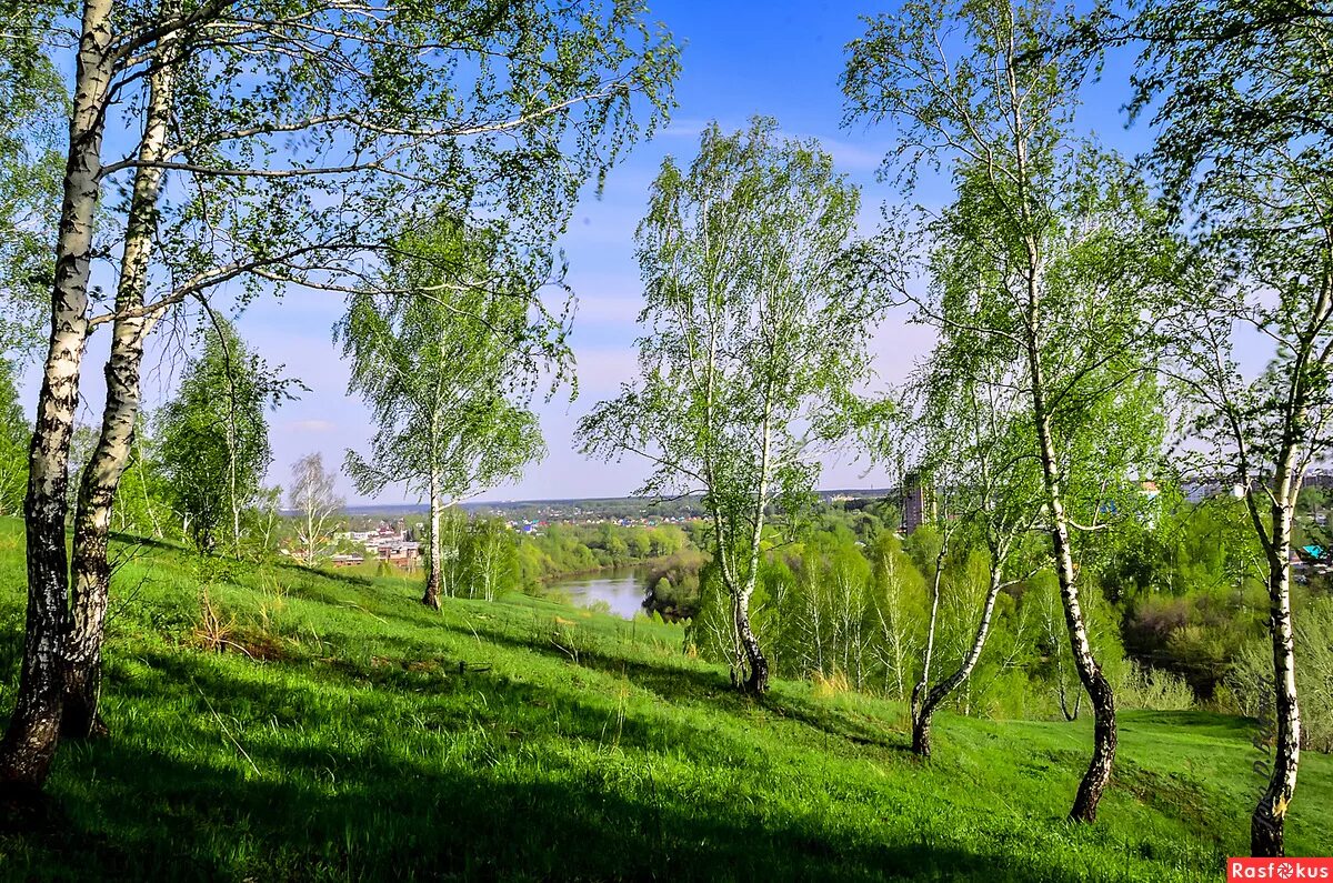 Березовая роща вдали. Березовая роща в селе константиново. березы россии. природа россии березки. березовые пейзажи россии.