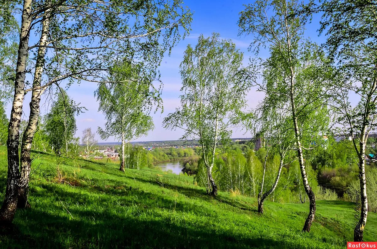 Березовая роща деревня. Россия Раздолье березы. Брянск река Березка. Берёзовая роща Курск. Березка рф