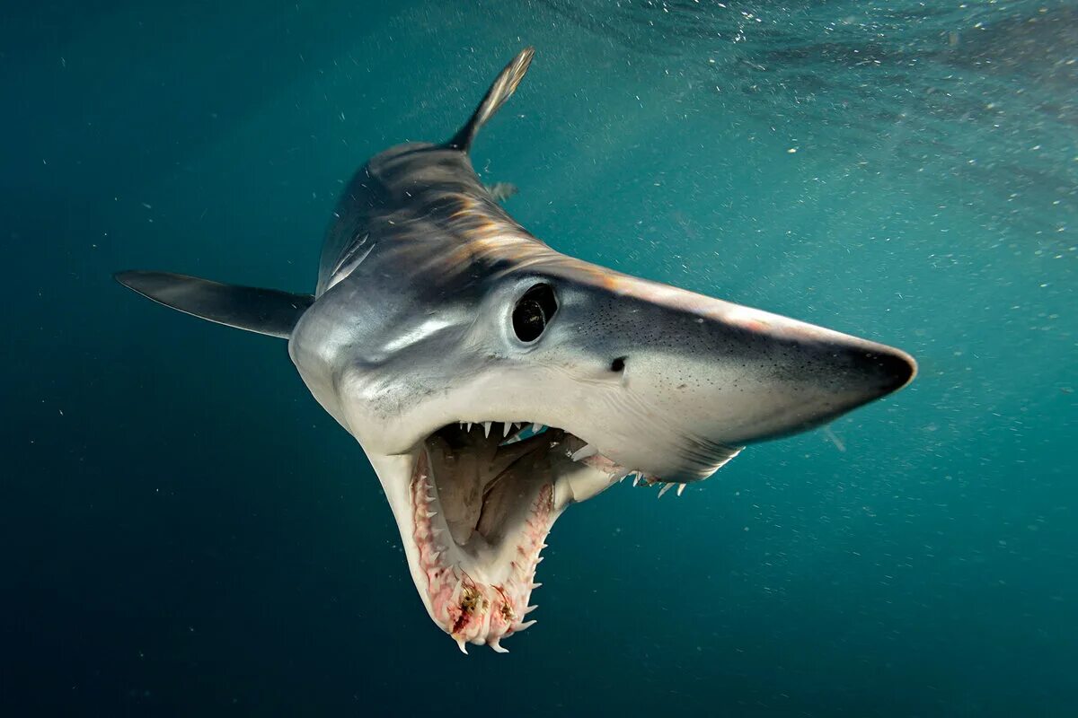 Опасна ли акула мако. Акула мако. Серо голубая акула мако. Мако акула чернорылая. Остроносая акула мако.