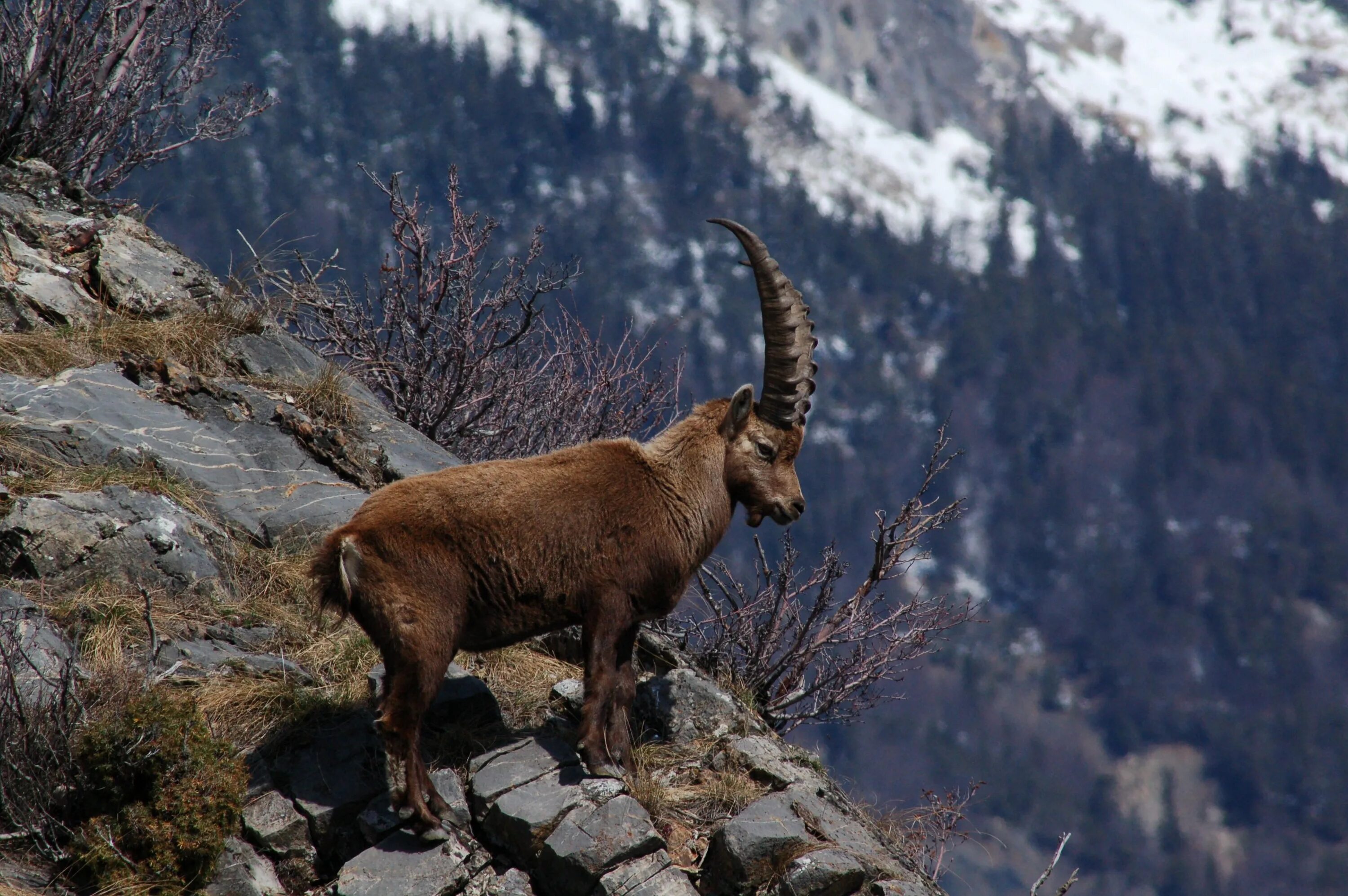 Mountains animals