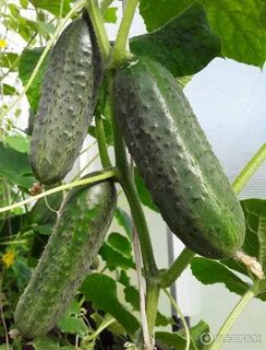 Огурцы кураж ф1 описание сорта фото отзывы