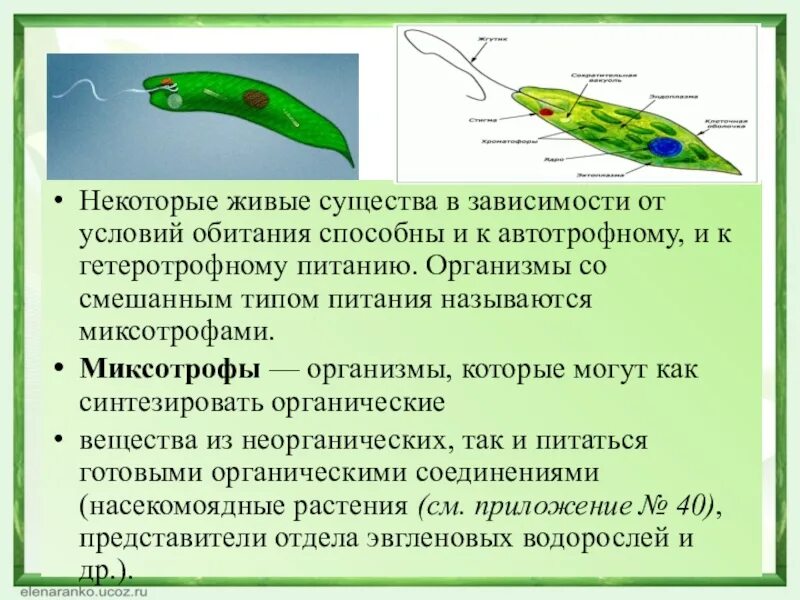 Автотрофный тип питания характерен