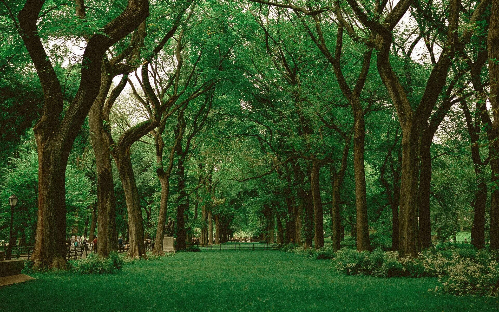 There many old trees in the park. There many old trees in the park