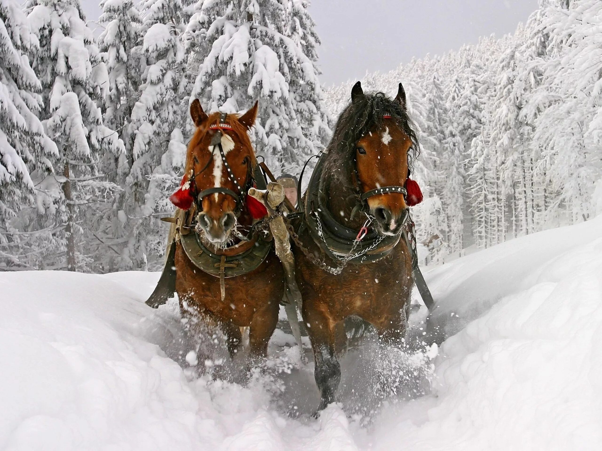 Лошади времен года. Лошадь в упряжке. Лошади зимой. Тройка лошадей зимой. Новогодняя лошадь.
