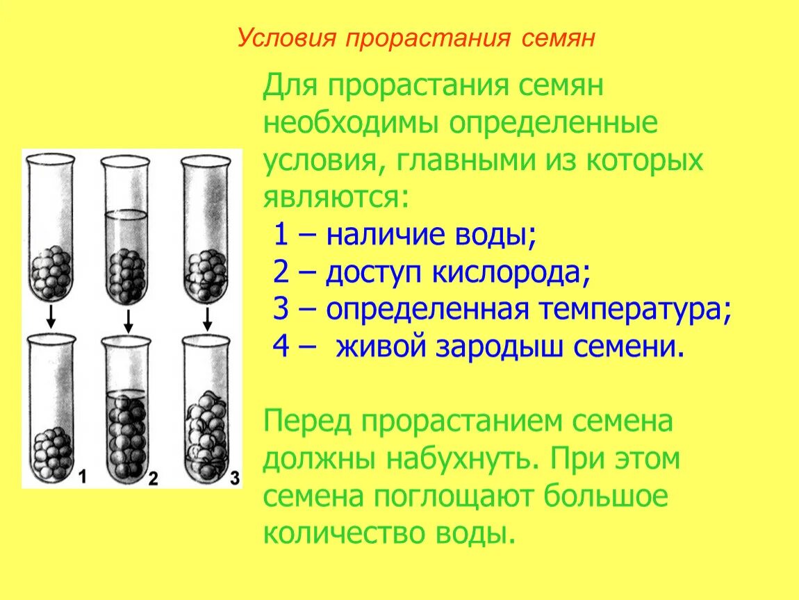 Практическая работа прорастание семян 6 класс