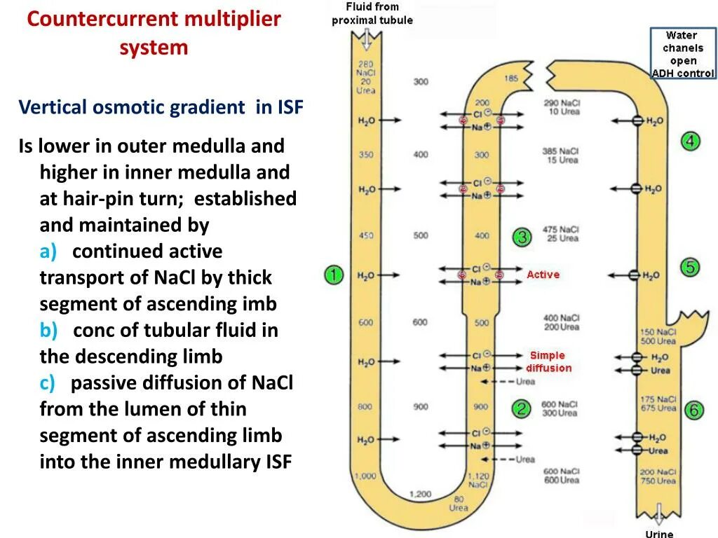 Л сист. L-система. l system. rotary countercurrent kidney system. countercurrent exchange system.